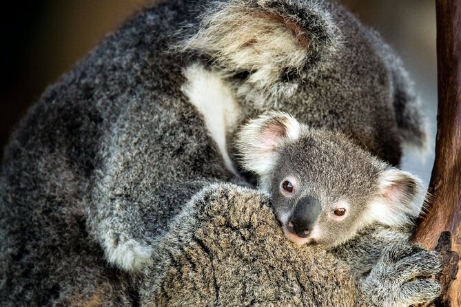 Best of Wildlife and Birds Tour