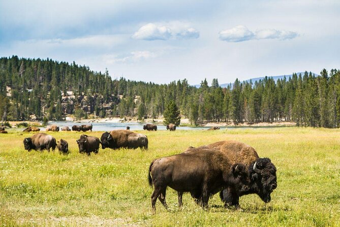3 Best Guided Tours In Bozeman