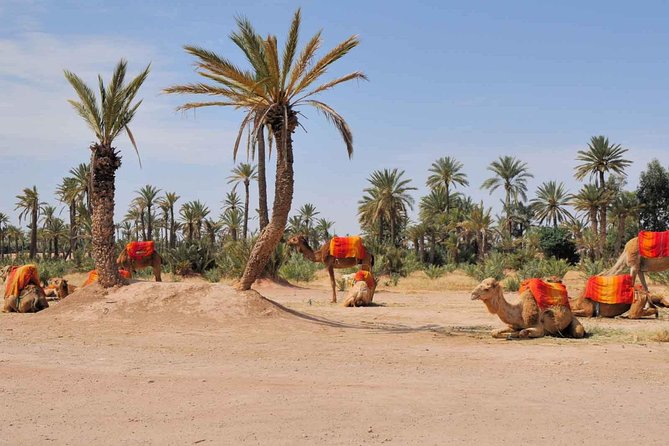 Best Sunset Camel Ride With Tea Break in Palm Grove of Marrakech - Good To Know