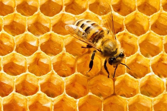 Big Bee Farm Pattaya ( Entry & Return Transfers) - Good To Know