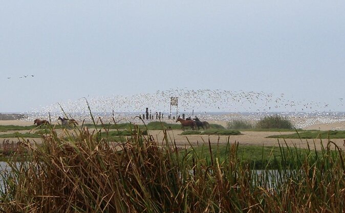 Biking to Wildlife Refuge and Birdwatching (Pantanos De Villas) - Good To Know