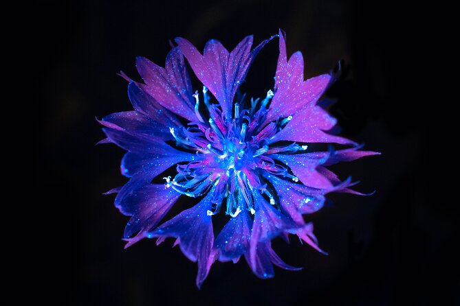 Biofluorescent Night Walk in Norfolk - Good To Know