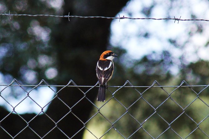 Bird Safari in Cazalla De La Sierra