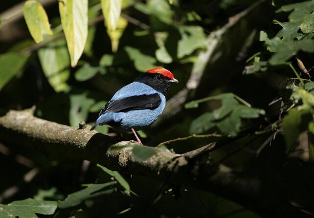 Bird Watching Tours - Good To Know