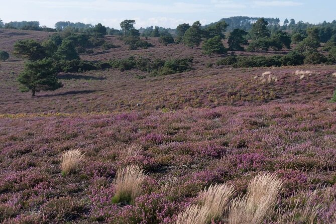 Birds and Wildlife of Thursley Heath