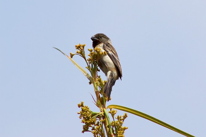 Birdwatching & Landscaping Tour in Lima - Good To Know