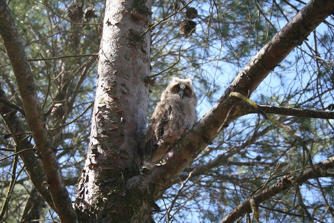 Birdwatching Montes De Toledo Orientales