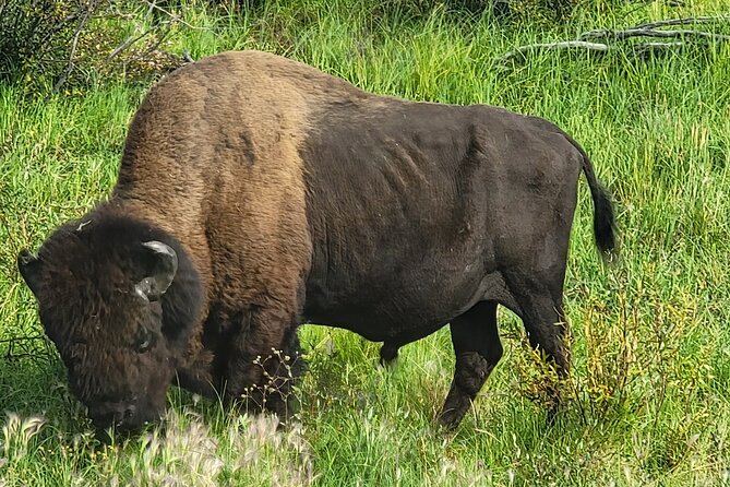 Bison Highway Road Tour
