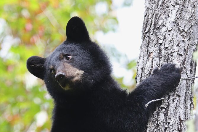 BLACK BEAR VIEWING AND WALKING AT OUTDOOR CTRS CANYON - Saguenay Guided Tours