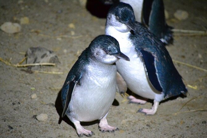 Blue Penguins Pukekura- Late Tour Penguin Viewing
