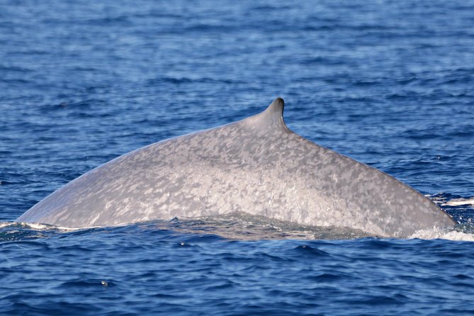 Blue Whale Perth Canyon Expedition