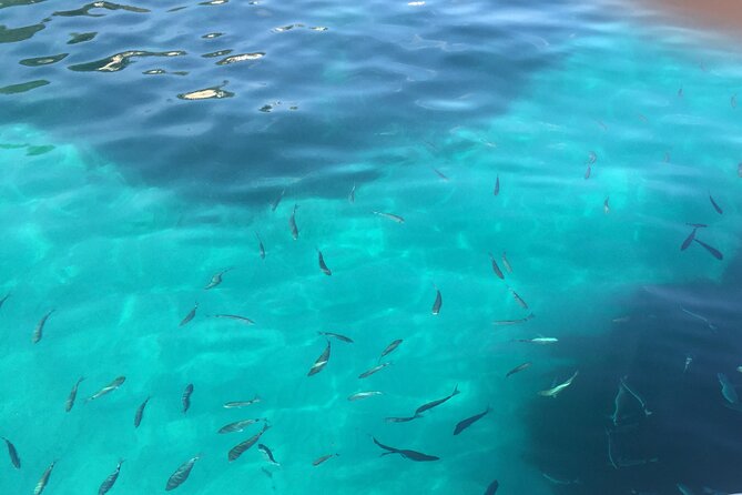 Bluemarine.Me Bayliner Boat Tour in Rotes Velles With Swim Stop - Good To Know