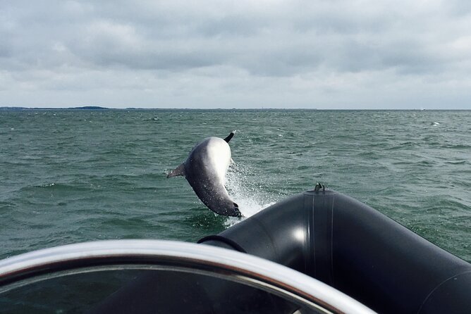 Boat Seafari Adventure