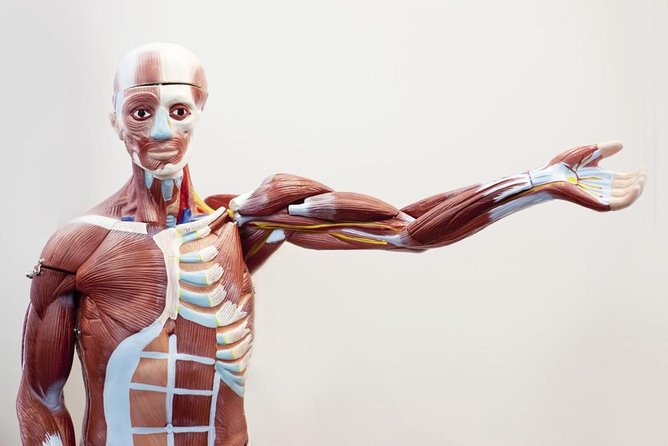 Bodies The Exhibition at the Luxor Hotel and Casino - Good To Know