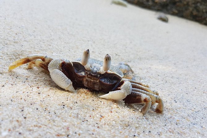 Bon Island Tour by Longtail Boat With Lunch - Pickup and Cancellation Policy