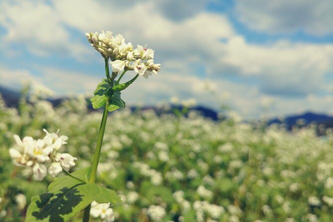 Bongpyeong Buckwheat Flower FestivalPyeongchang Zinnia Festival - Good To Know