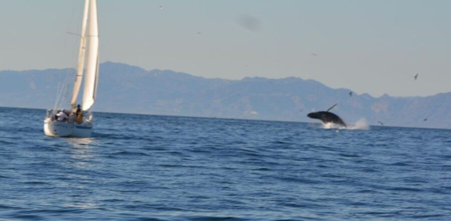 Book a Boat Tour in Los Angeles. Have an Aquatic Adventure! - Good To Know