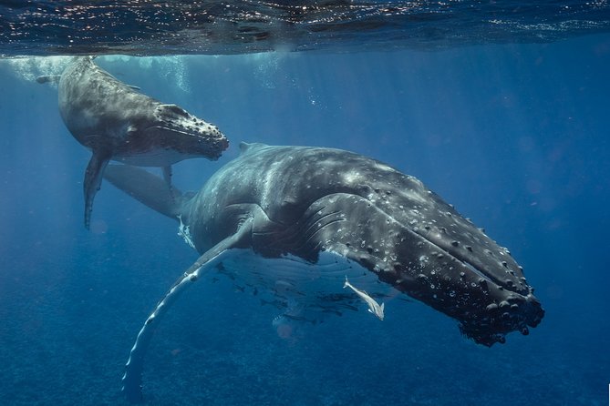 Bora Bora Whale Watching - Good To Know