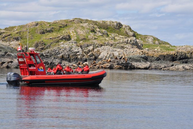British Columbia: Salish Sea Half-Day Whale and Wildlife Tour  - Vancouver Island - Good To Know
