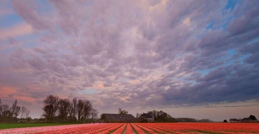 Brussels: Keukenhof, Tulips, and Delft Day Trip - Good To Know