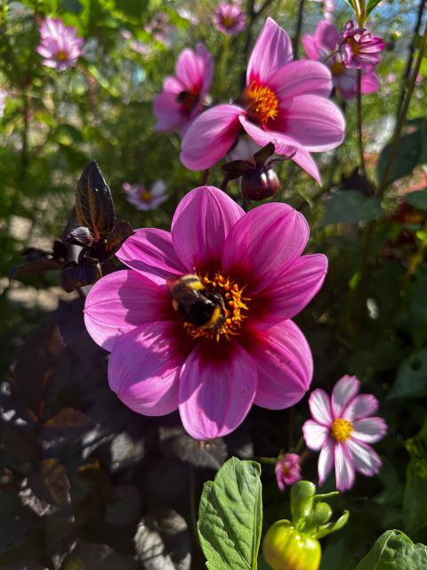Bulb Region: Dahlias and Mills Bicycle Tour - Good To Know