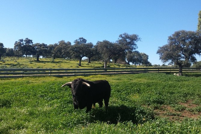 Bull Breeding Farm: Guided Half-Day Tour From Seville - Good To Know