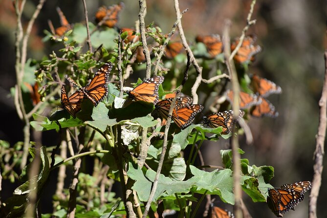 Butterfly Monarch Tour From Mexico City - Good To Know