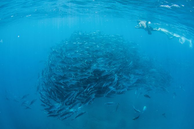 Cabo Pulmo National Park Snorkel Expedition From Cabo San Lucas - Good To Know