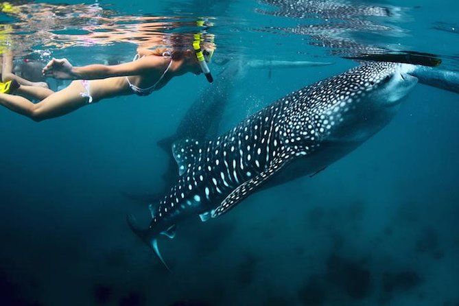 Cabo San Lucas to La Paz Whale Shark Full-Day Snorkeling Trip