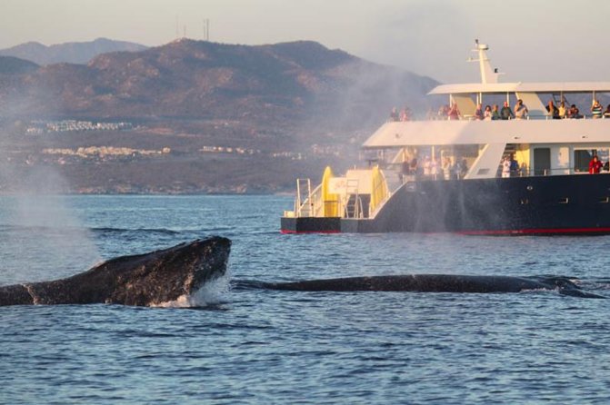 Cabo San Lucas Whale Watching Discovery Cruise With Open Bar