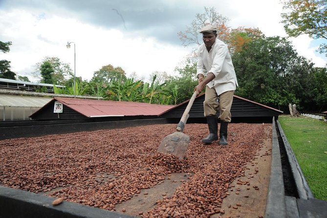Cacao Plantation and Chocolate Factory Tour- Chocolate Lovers - Good To Know
