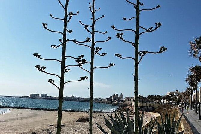 Cadiz Private Guided Day Trip From Sevilla by Train - Good To Know