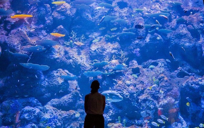 Cairns Aquarium Marine Life Encounter Ticket - Good To Know