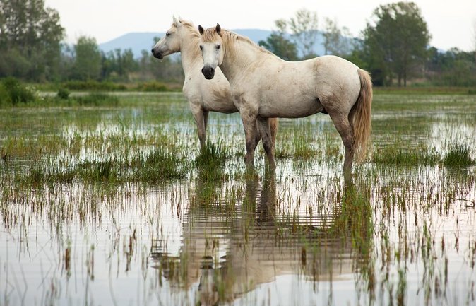 Camargue 4x4 Safari 2 Hours Saintes Maries De La Mer - Good To Know