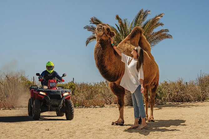 Camel Ride and Extreme ATV Combo Tour in Cabo San Lucas - Good To Know