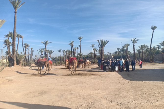Camel Ride at Sunset in Marrakech Palm Grove - Experiencing a Camel Ride at Sunset