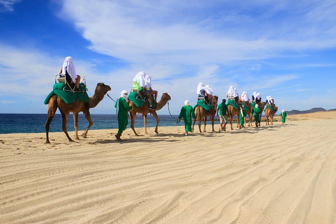 Camel Ride & Encounter at Los Cabos
