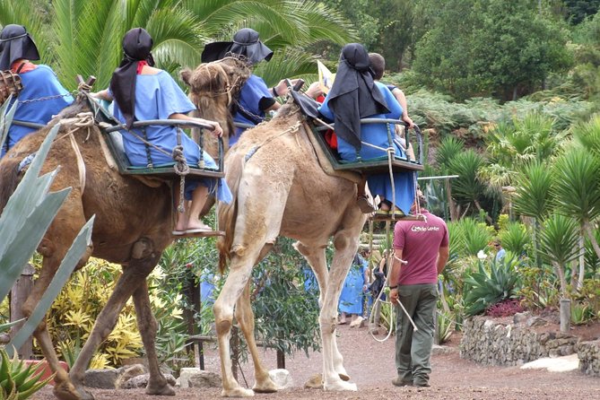 Camel Riding Tour at El Tanque, Tenerife - Overview and Experience