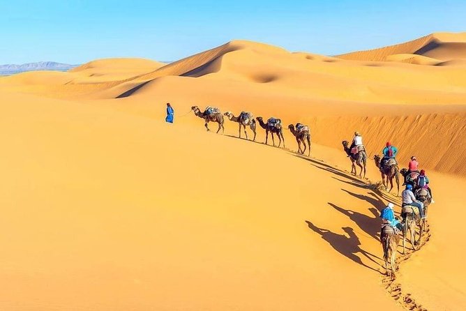 Camel Trekking in Abu Dhabi- Abu Dhabi Camel Ride