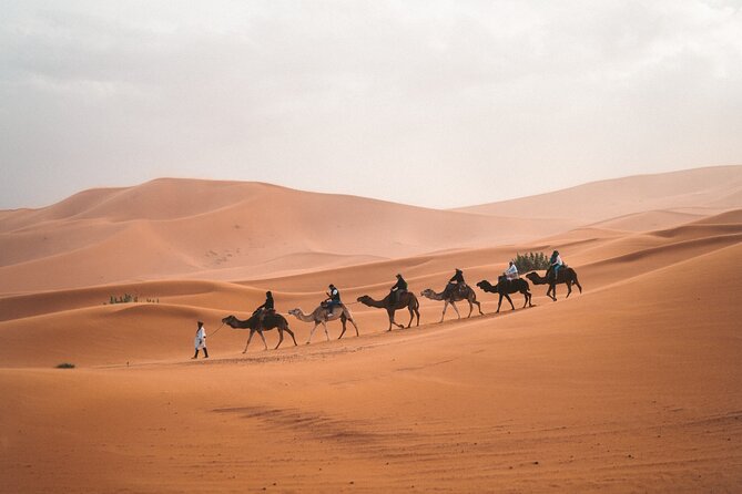 Camel Trekking in Open Red Dunes Desert - Good To Know