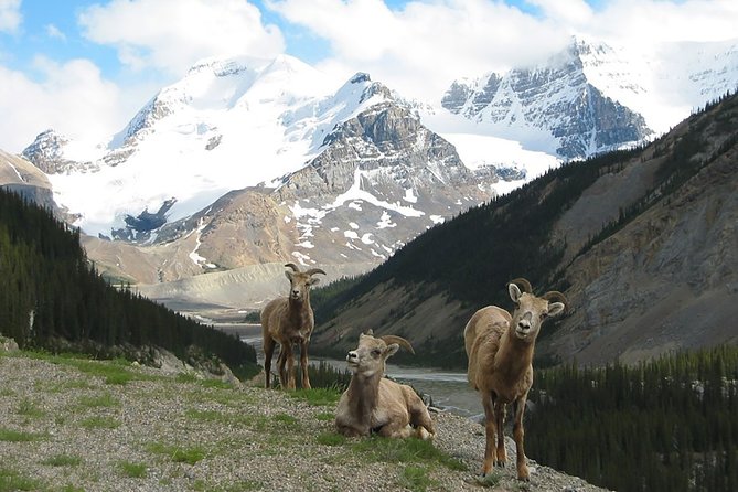Canmore: Into the Mountains - 4hr Wildlife Safari Drive & Walk
