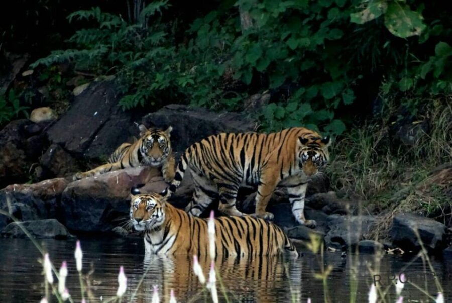 Canter Safari: Skip-the-line Entry Ranthambore Tiger Reserve - Good To Know