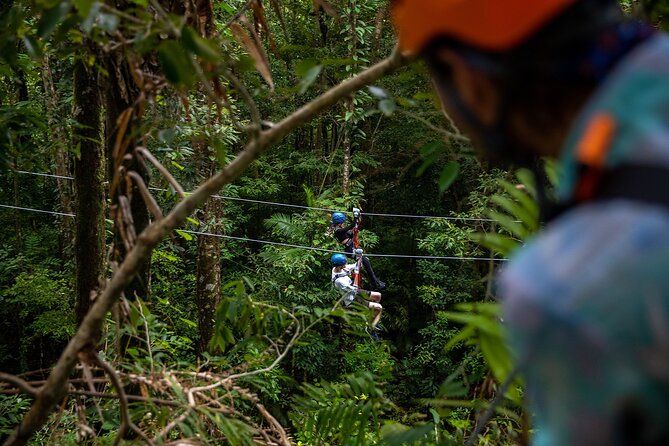 Cape Tribulation & Ziplining: Ultimate Daintree