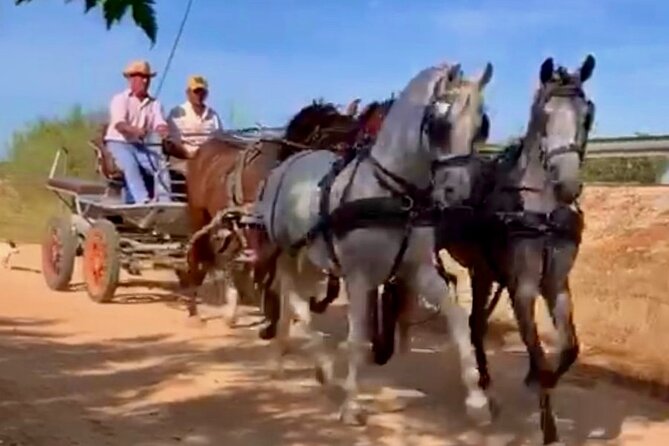 Carriage Routes Through the Most Emblematic Estates of Aljarafe. - Good To Know