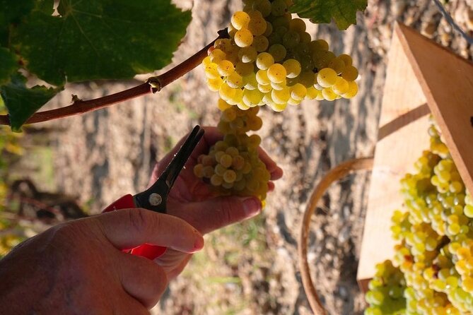 Castel Wine Tour in Bordeaux Margaux
