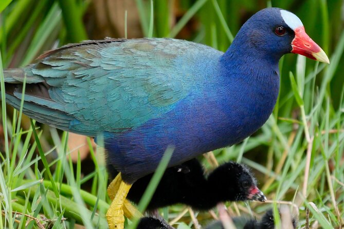 Central Florida Half-Day Private Birding Tour - 2 Person Max - Good To Know