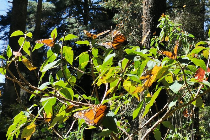 Cerro Pelon Monarch Butterfly Sanctuary. - Good To Know