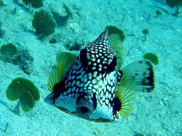 Certified Guided Reef Dive in St Thomas - Good To Know