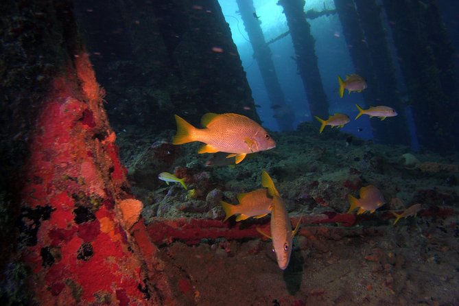Certified Scuba Diving in Curacao