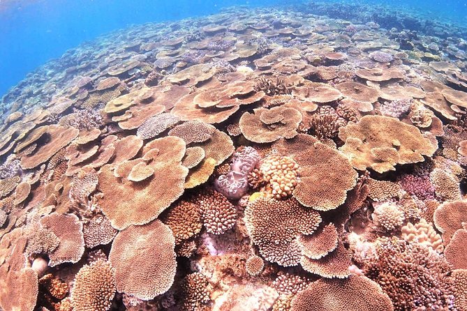 Charter Snorkeling (Near Churaumi Aquarium) Free Photo Gift